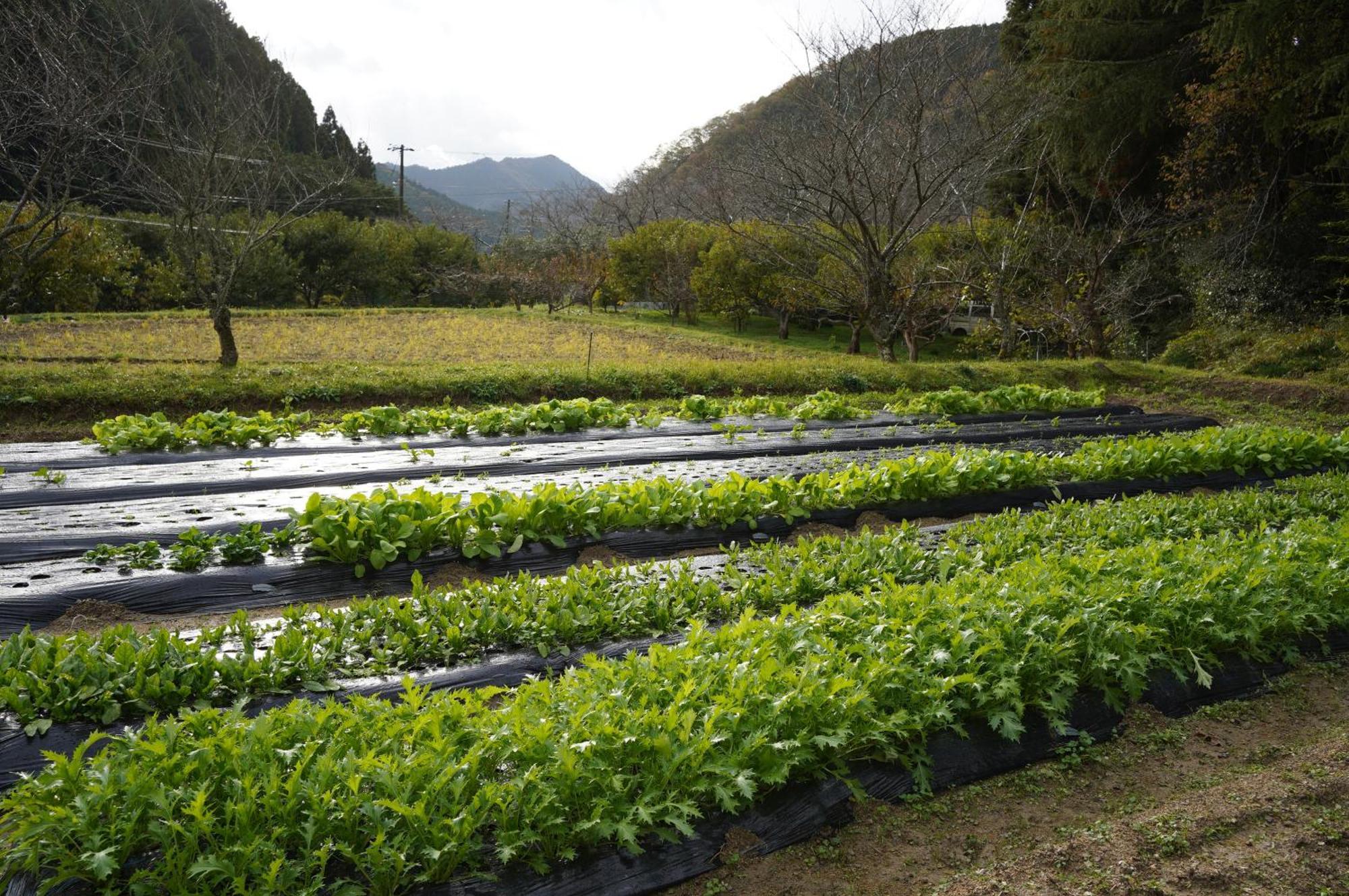 Satoyama Hotel Kanenone Tamba 米原市 エクステリア 写真