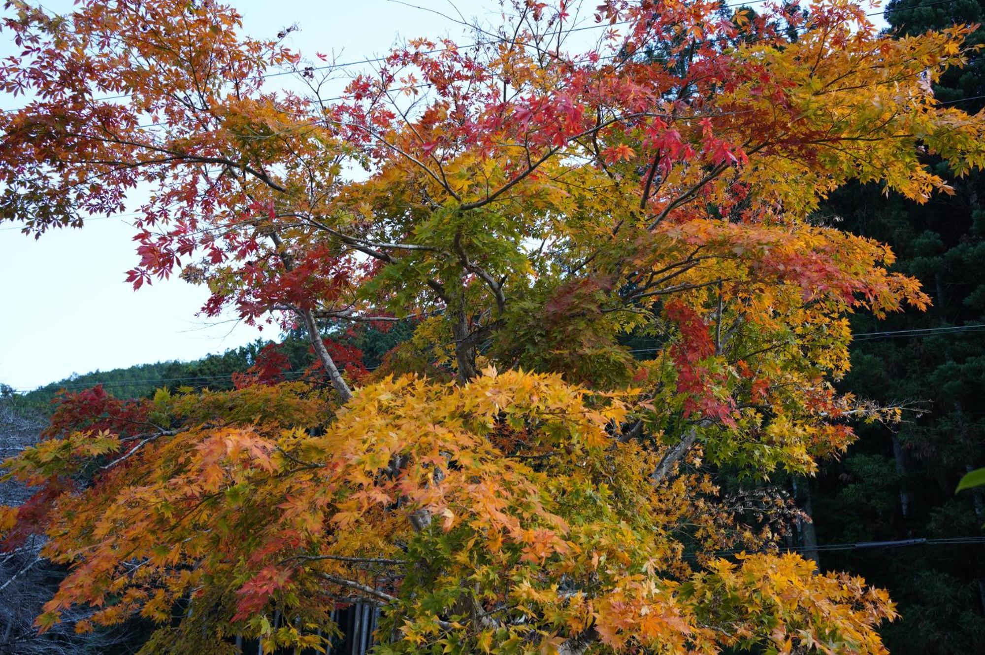Satoyama Hotel Kanenone Tamba 米原市 エクステリア 写真