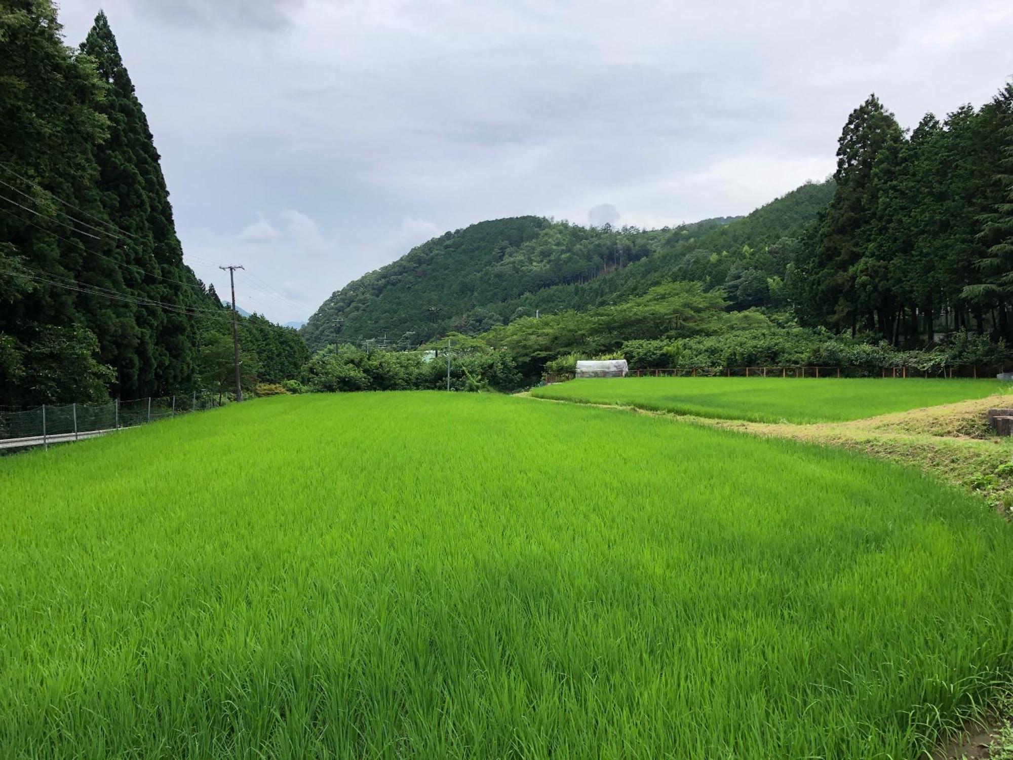 Satoyama Hotel Kanenone Tamba 米原市 エクステリア 写真